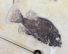 Tall Clock With Cockerellites Fish Fossil - Wyoming #50919-1